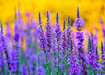 《黎之轨迹》封面公开 9月30日登陆PS4